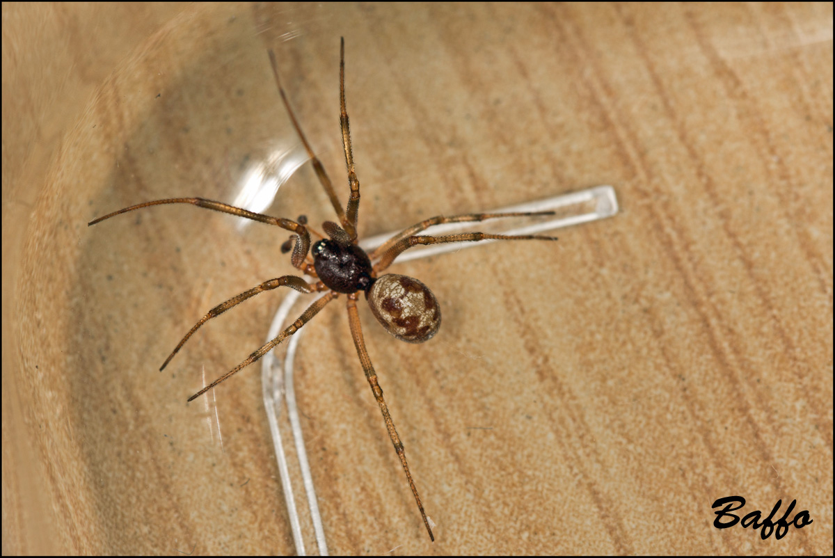 Oonopidae? No. maschio di Steatoda triangulosa - Trieste